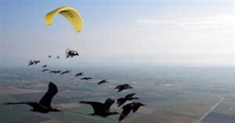 To Halt Ibis Extinction Austrian Man Shows Birds a New Migration Route ...