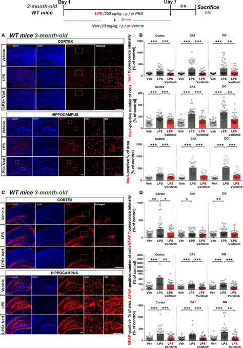 Frontiers Inhibiting EGFR HER 2 Ameliorates Neuroinflammatory