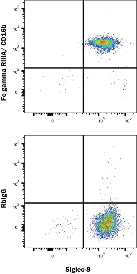 Human Fc Gamma Riiib Cd B Antibody Mab R D Systems