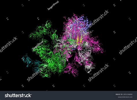 Sarscov2 Spike Glycoprotein Structure Complex Protein Stock ...