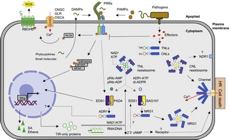 Mol Plant 柴继杰教授综述植物nlrs的结构、生化功能及信号传导机制 知乎