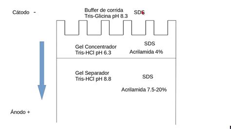 Electroforesis de proteínas en geles de poliacrilamida 4 Sistemas