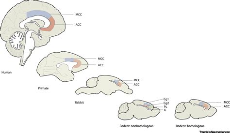 Anterior Cingulate Cortex