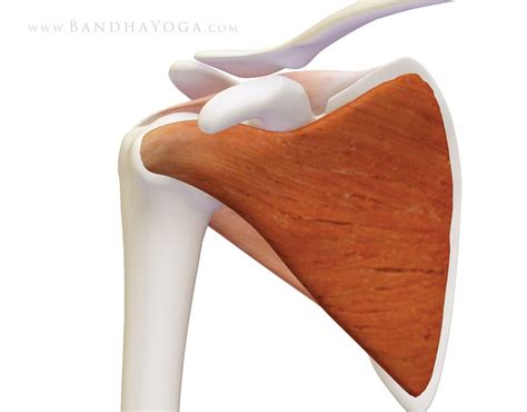 Shoulder Biomechanics Part I The Subscapularis Muscle Subscapularis