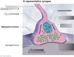 Structure of a Synapse Diagram | Quizlet