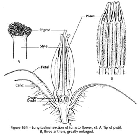 Chapter 6: Common Vegetables for Seed and Fruit