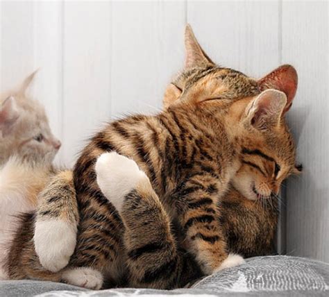 25 Incredibly Cute Pictures of Cuddling Cats - We Love Cats and Kittens