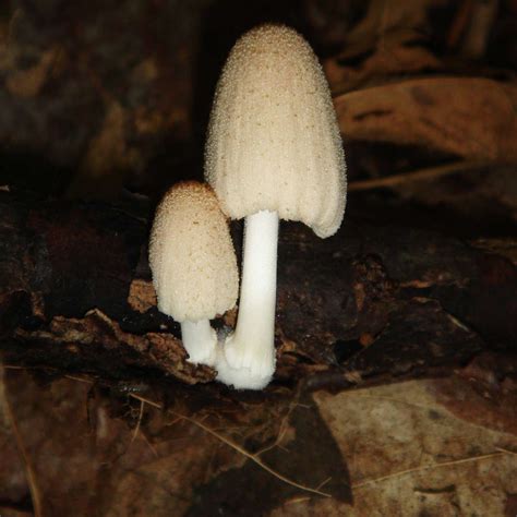 Northern Wisconsin Finds Mushroom Hunting And Identification