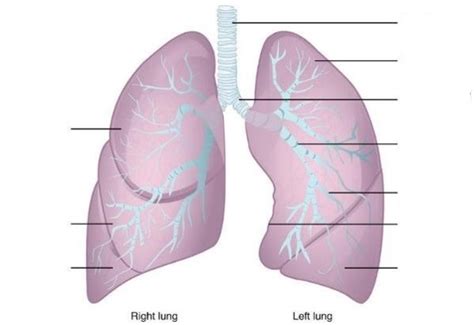 Gross Anatomy of the Lungs and Bronchi Diagram | Quizlet