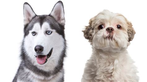 Shih Tzu And Husky Mix Shih Tzu World