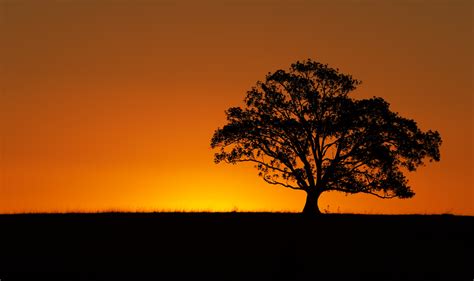 Scenery Images: Sunset Tree Images