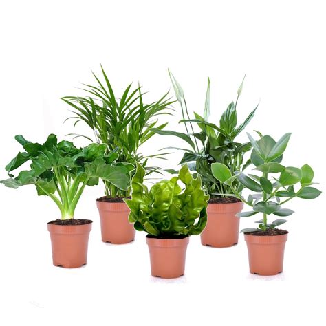 Plantes D Int Rieur Purificatrices D Air Mix De Pot Cm