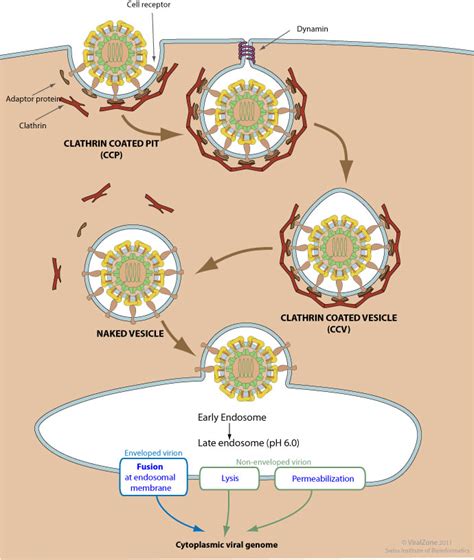 Clathrin Mediated Endocytosis Of Virus By Host Viralzone