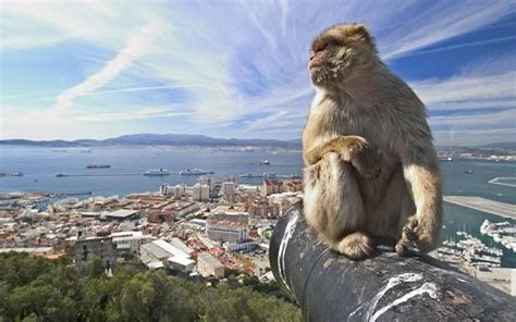 17 Awesome Facts about Gibraltar - Nothing Familiar