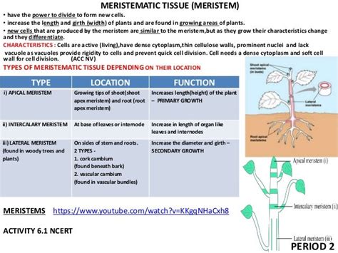 Tissues Class 9 Ppt