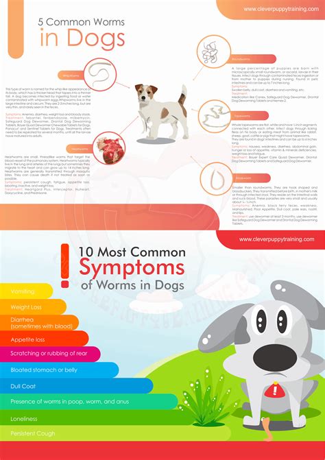 How to Tell if a Puppy has Worms? | CleverPuppyTraining