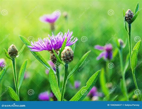 Ramalhete De Flores Selvagens De Cores Diferentes No Vaso Fora Imagem