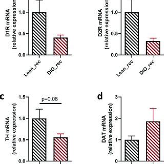 Alterations In Dopaminergic Signaling In Recipient Mice With Obese Gut