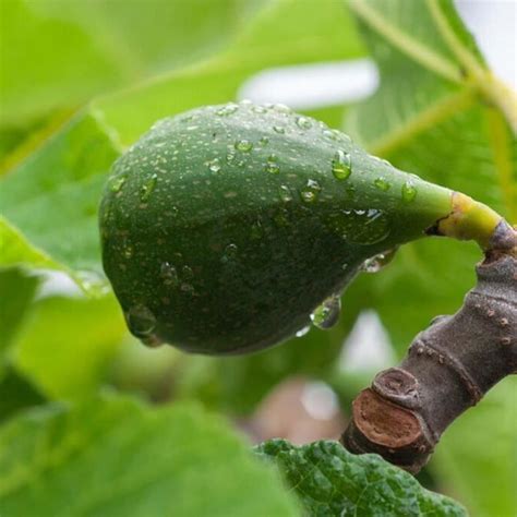 Figuier BLOOMIQUE Ficus Carica Arbre Fruitier Rustique