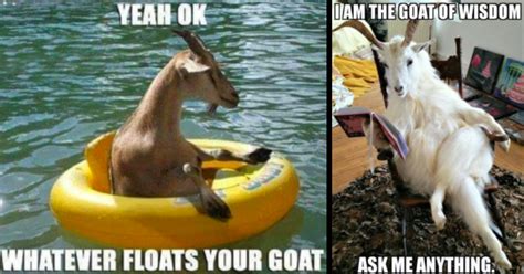 24 Goofy Goat Memes To Gleefully Float Your Goat This Thursday - Animal Comedy - Animal Comedy ...