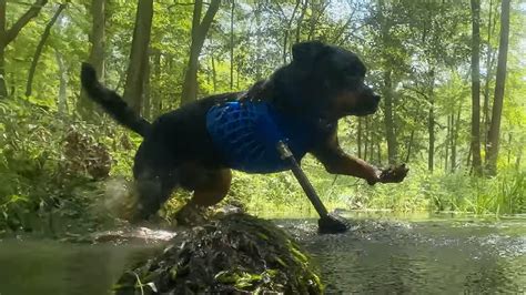 Cette Proth Se Pour Chien A T Fabriqu E Avec Un Iphone Et Une