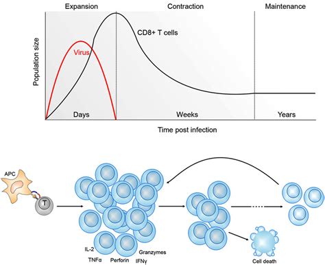 Kinetics Of Cd8 T Cell Differentiation Following Viral Infection Download Scientific