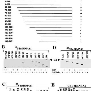 An HnRNPA1 RNA Binding Domain Is Required For Inter Action With I B