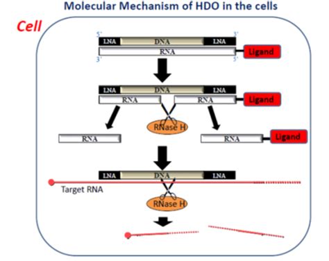 “dna Rna Heteroduplex Oligonucleotide The Third Class Oligonucleotides”｜tokyo Medical And