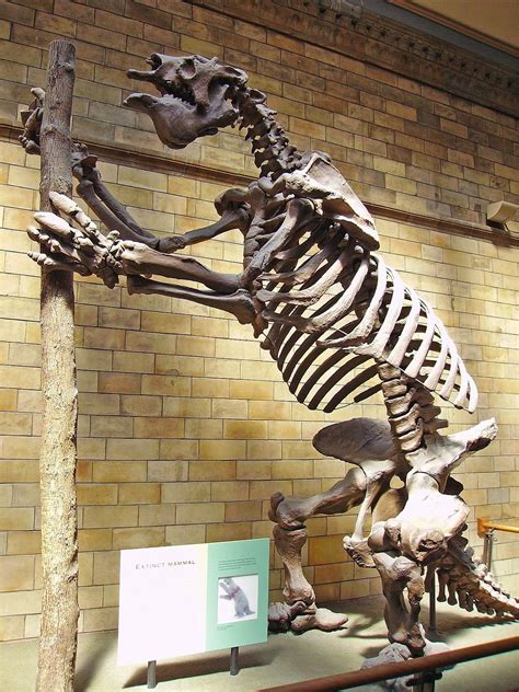 TIL Sid from Ice Age is a giant ground sloth; sloths that were up to 6m ...