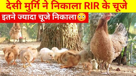 दस मरग न नकल RIR क चजइतन जयद चज नकल Local