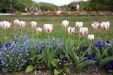 Premium Photo | Tulips in garden