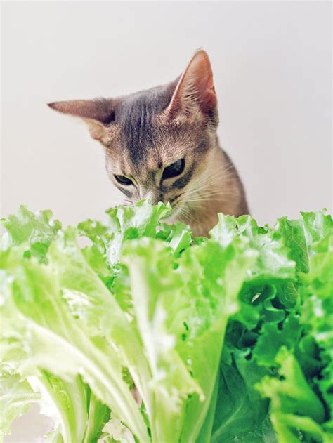 Can Cats Eat Lettuce Human Food For Cats · The Wildest