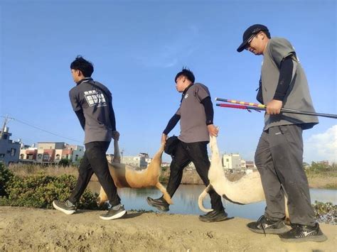 流浪犬追車事故多 嘉縣議員建議將犬掛上矯正棍 政治 自由時報電子報