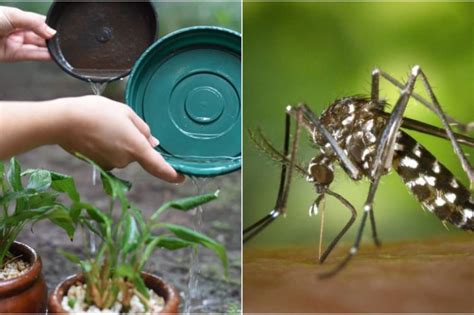 Temporada De Chuva Aumenta Risco De Dengue No Brasil Veja Como