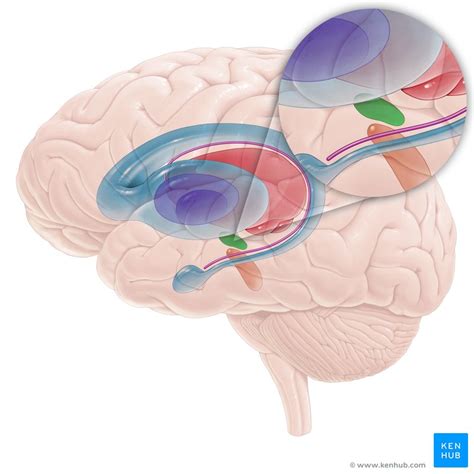 Subcortical structures: Anatomy and function | Kenhub