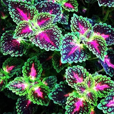 Haloppe Pcs Coleus Fleurs Plantes Graines Pour La Maison Jardin