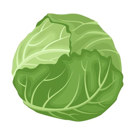 Repollo Lechuga Vegetal Comida De Repollo De Dibujos Animados Png The