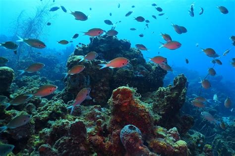 Escuela de peces nadando en las profundidades del océano fotografía