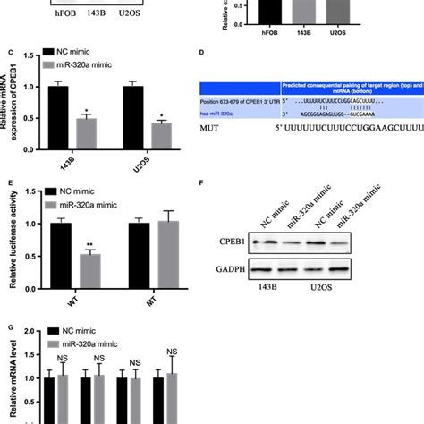 Mir‐320a Directly Targets The Cpeb1 3′‐utr A And B Western Blotting