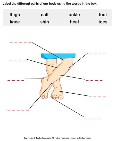 Download and print Turtle Diary's Body Parts Worksheet worksheet. Our ...