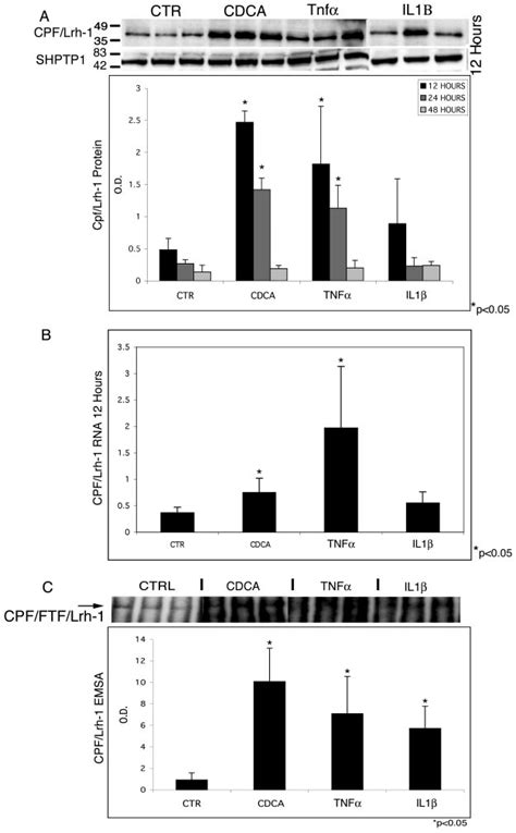 Lrh 1 Abundance And DNA Binding To The MRP3 Promoter Are Increased In