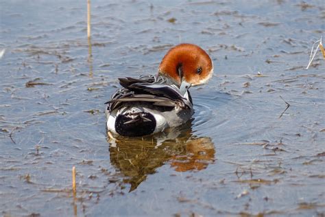 Widgeon Bird Water - Free photo on Pixabay