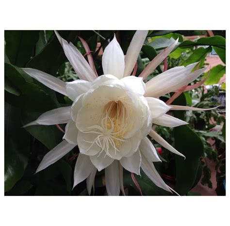 Two Queen Of Night Orchid Cactus Epiphyllum Oxypetalum White