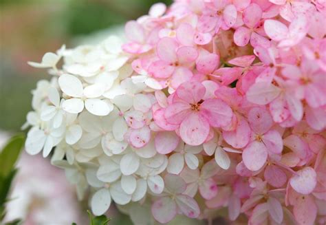 How To Grow And Care For Strawberry Sundae Hydrangea