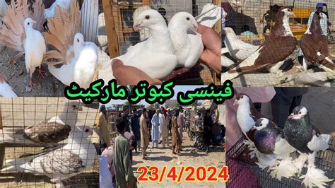 Fancy Kabootar Mandi Kallar Syedan Latest Update Fancy Pigeon Market