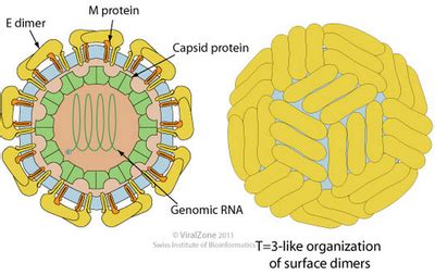 Structure Of Dengue Virus