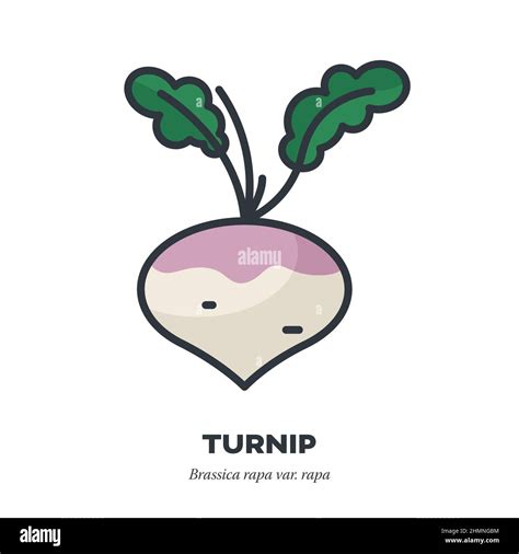 Turnip Root Vegetable With Leaves Icon Outline With Color Fill Style Vector Illustration Stock