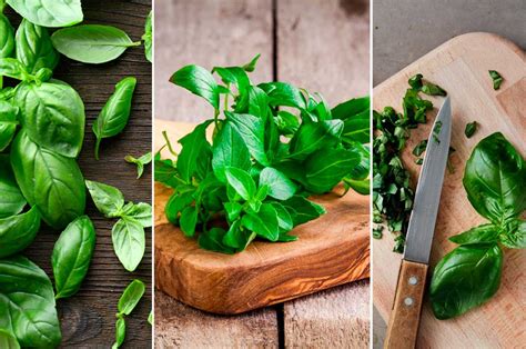 15 Beneficios De La Albahaca Propiedades Medicinales CONSEJOS