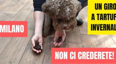 A Tartufi In Citt In Cerca Di Brumale E Nero Pregiato Al Centro Di