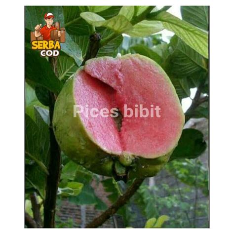 Jual Bibit Jambu Kristal Sudah Berbuah Daging Tebal Shopee Indonesia